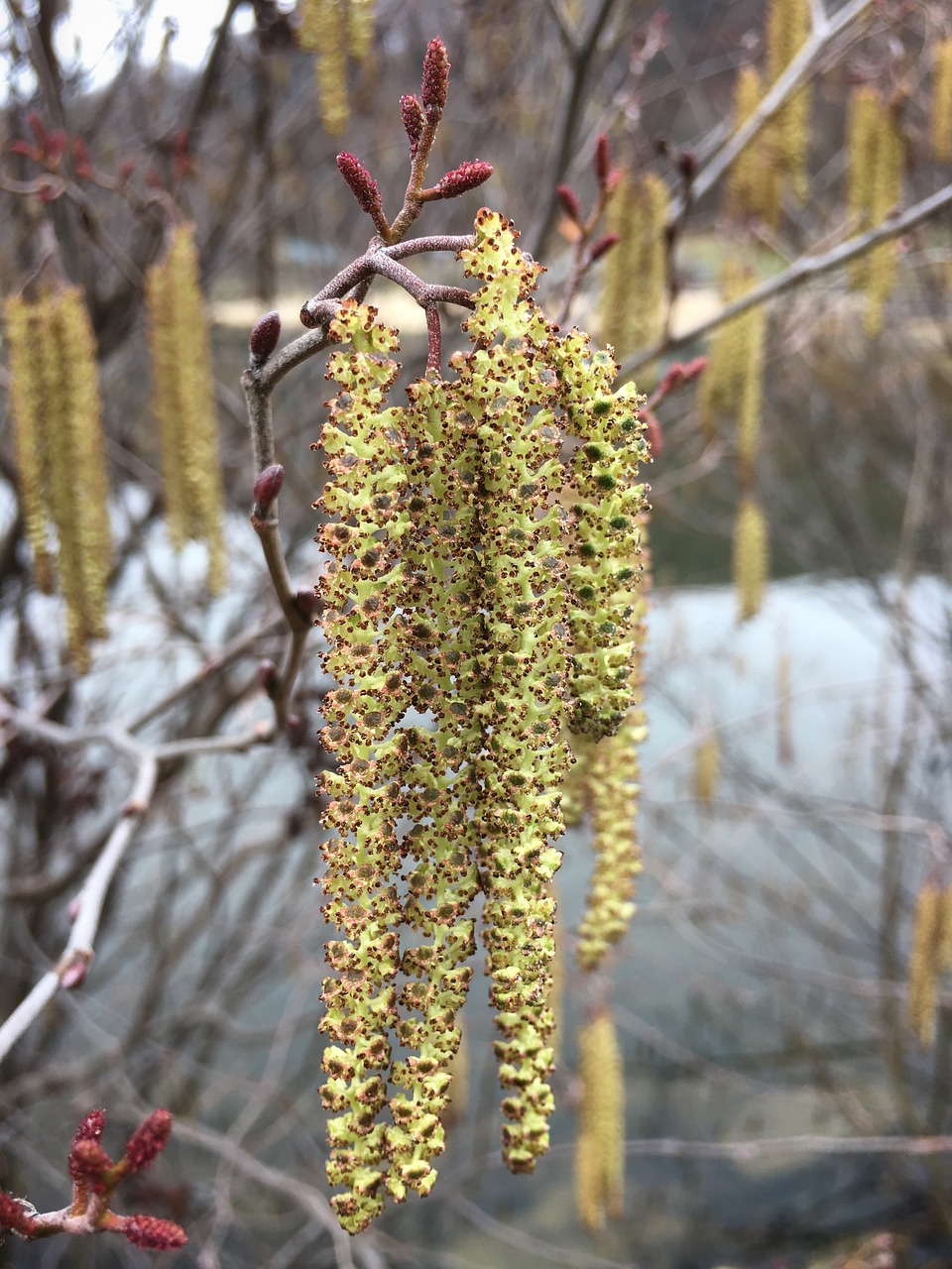 nature tree season free photo