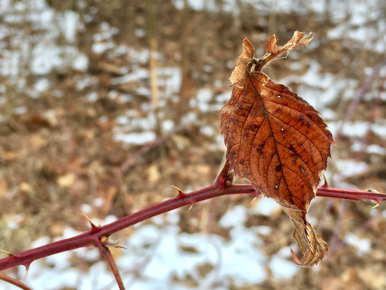 nature leaf fall free photo