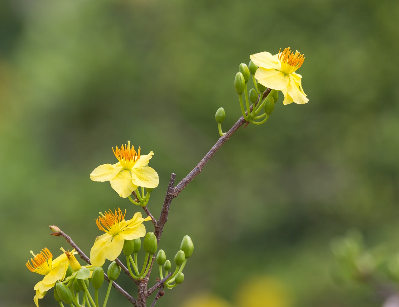 nature flower viet nam free photo