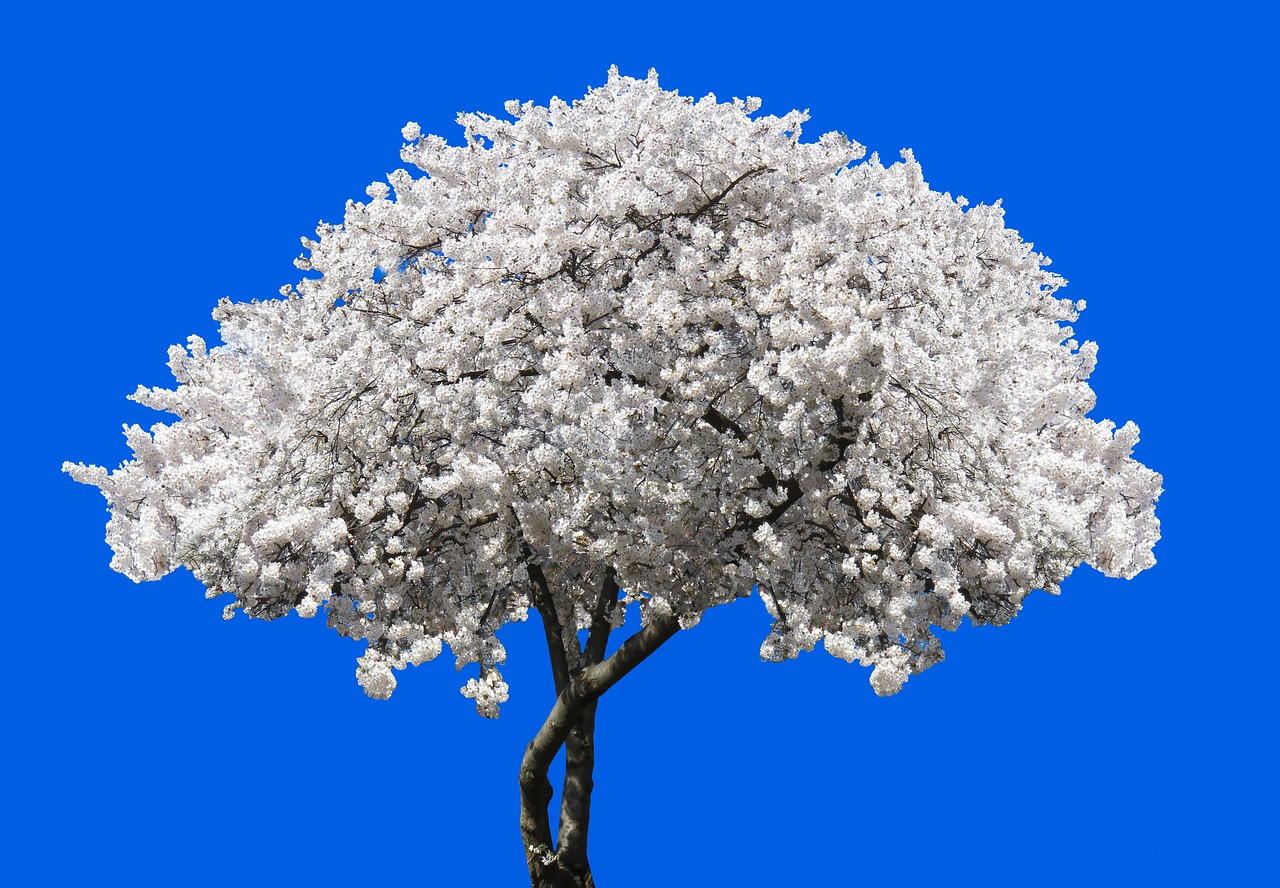 nature tree blossom free photo