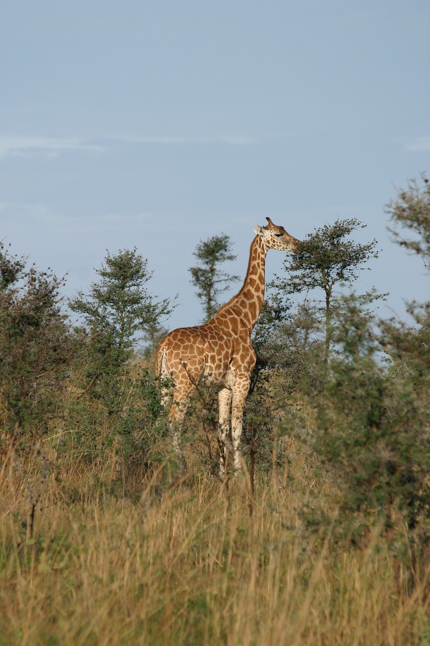 nature wildlife animal kingdom free photo