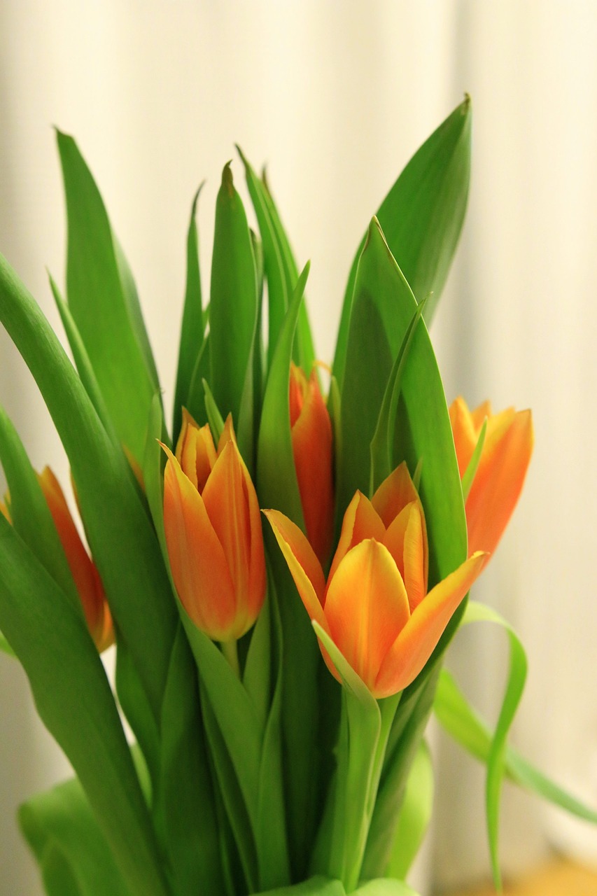 nature tulip plant free photo