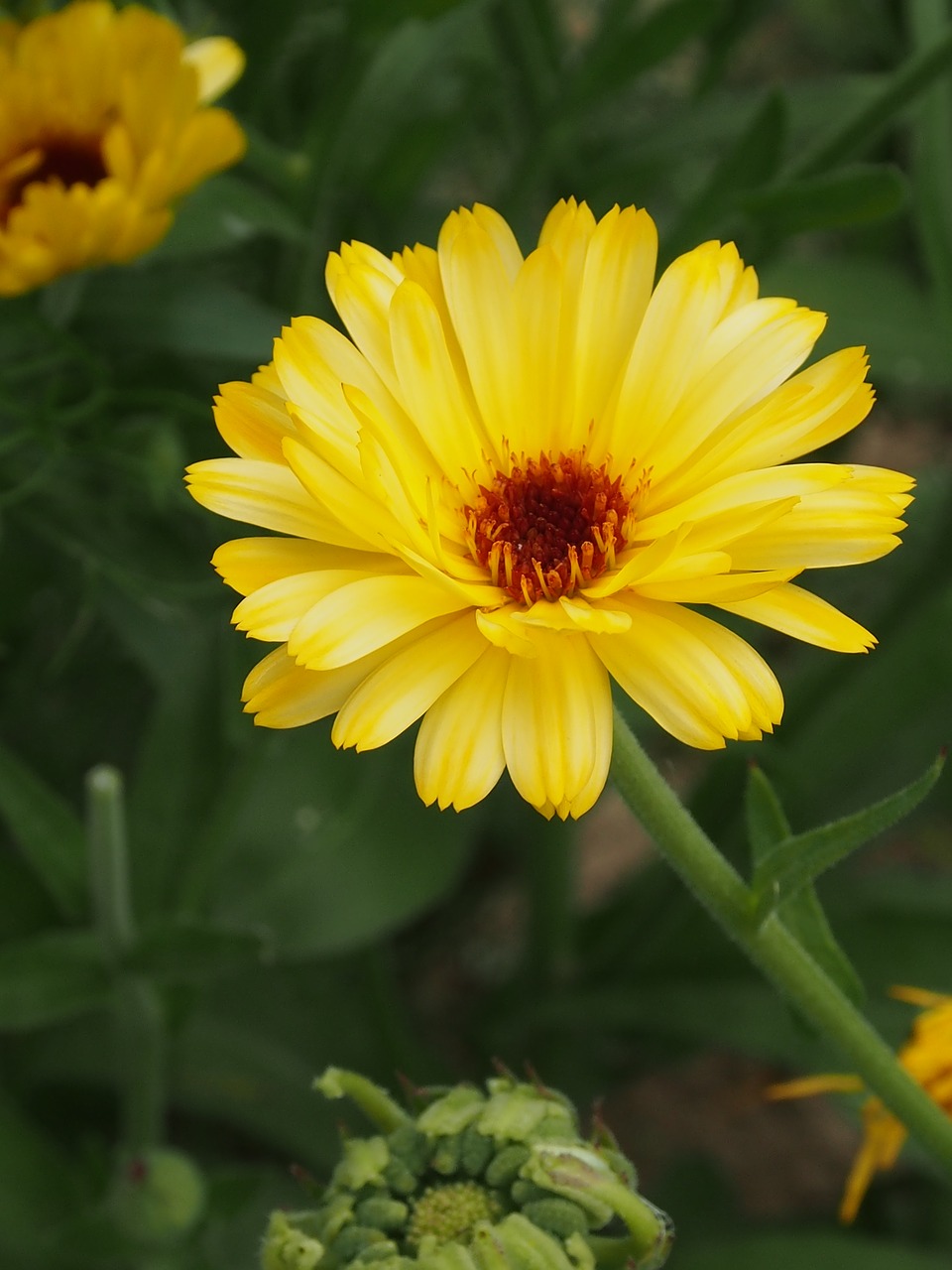 nature flower summer free photo