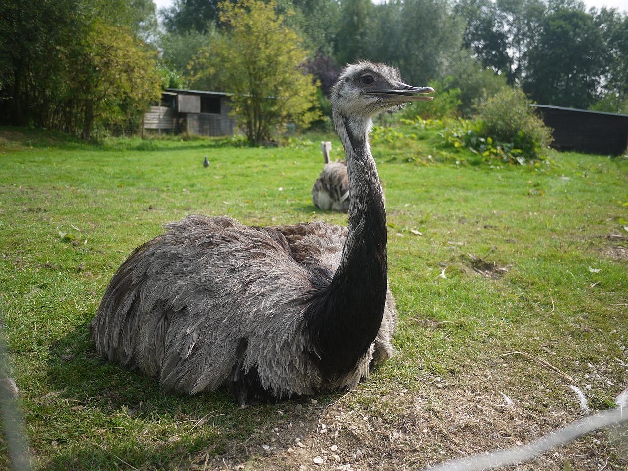 nature animal lawn free photo