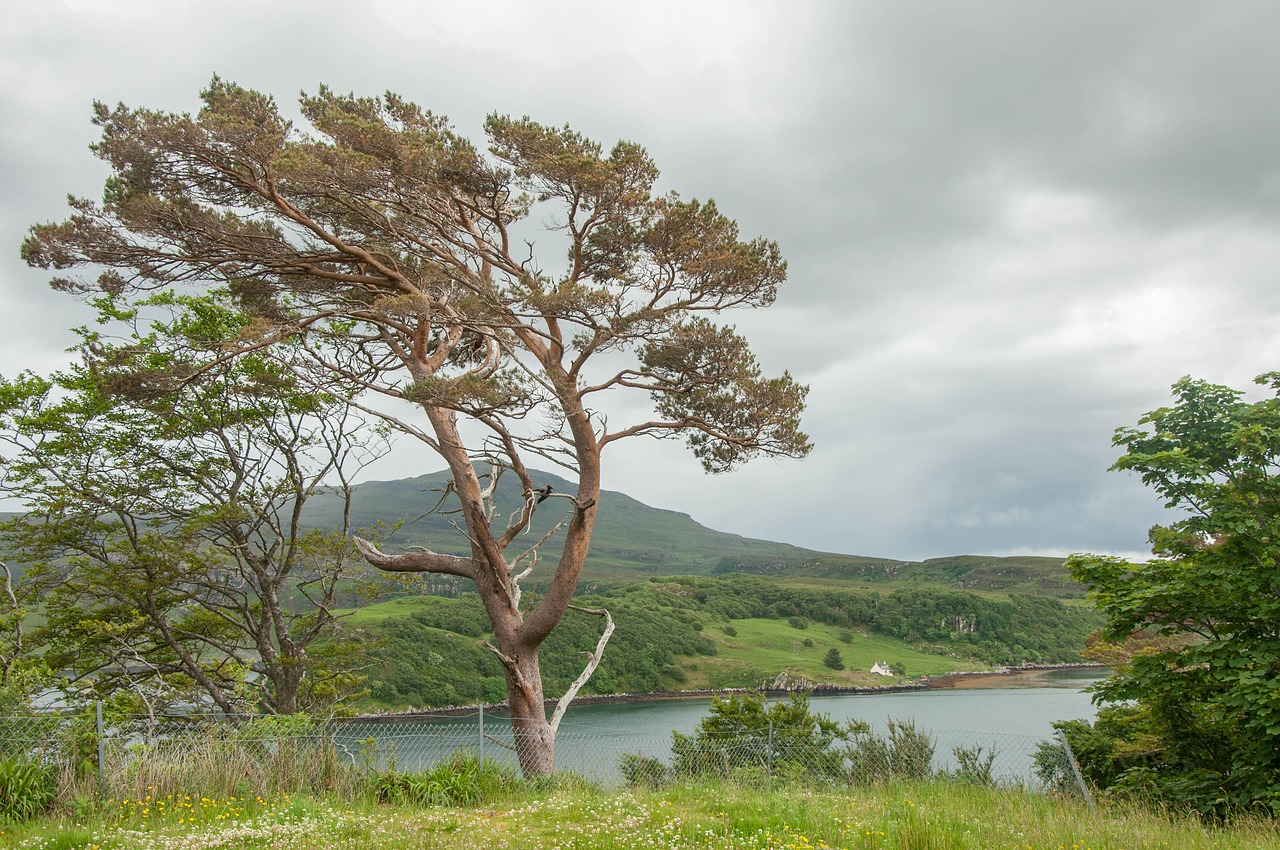 nature landscape tree free photo