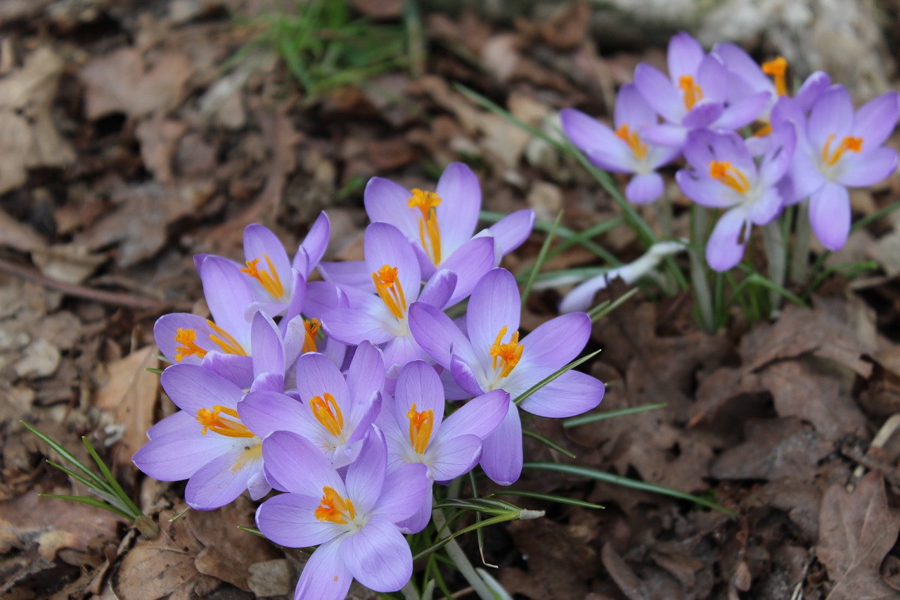 nature flower plant free photo