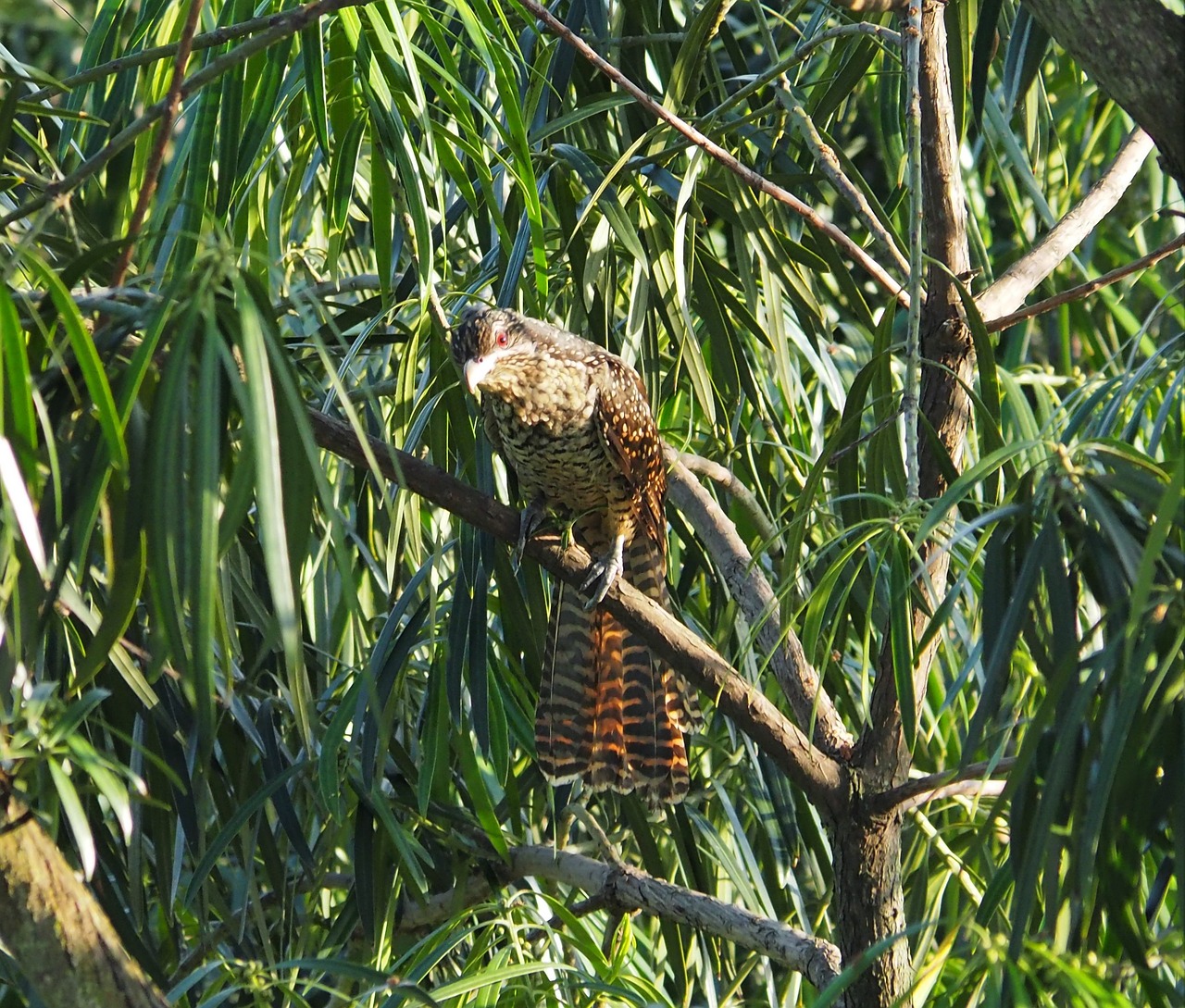 nature bird wildlife free photo