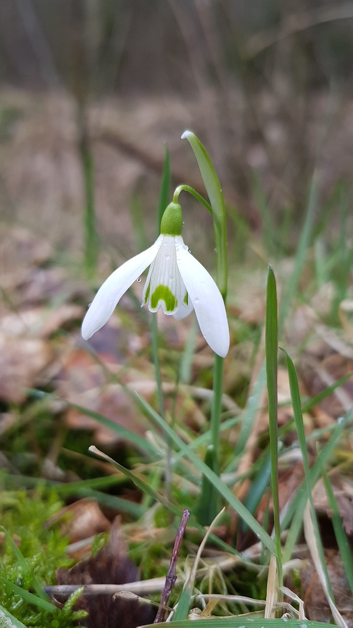 nature plant season free photo