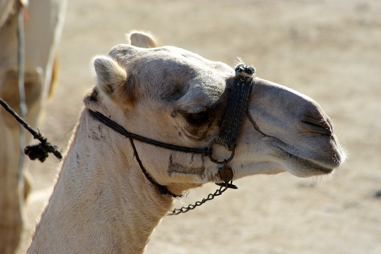 nature animals desert free photo