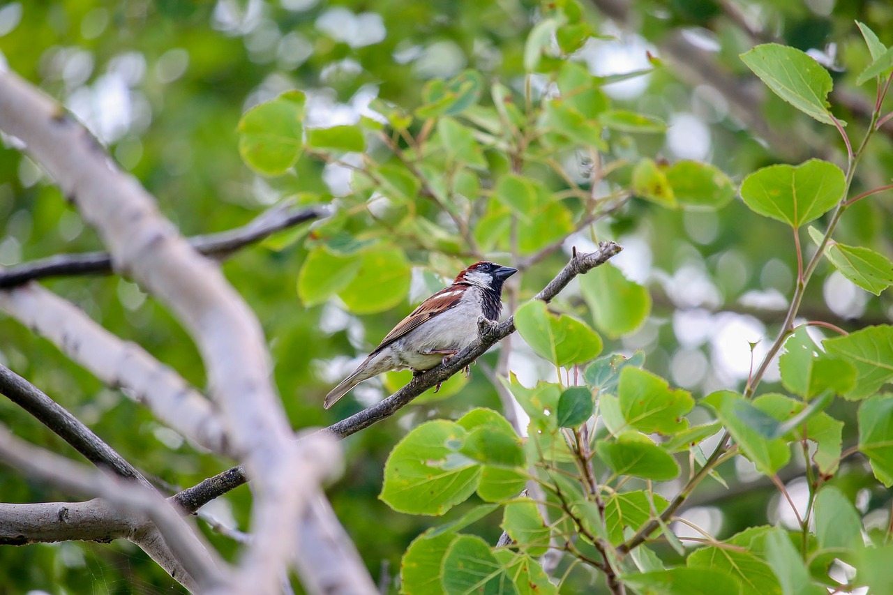 nature tree bird free photo