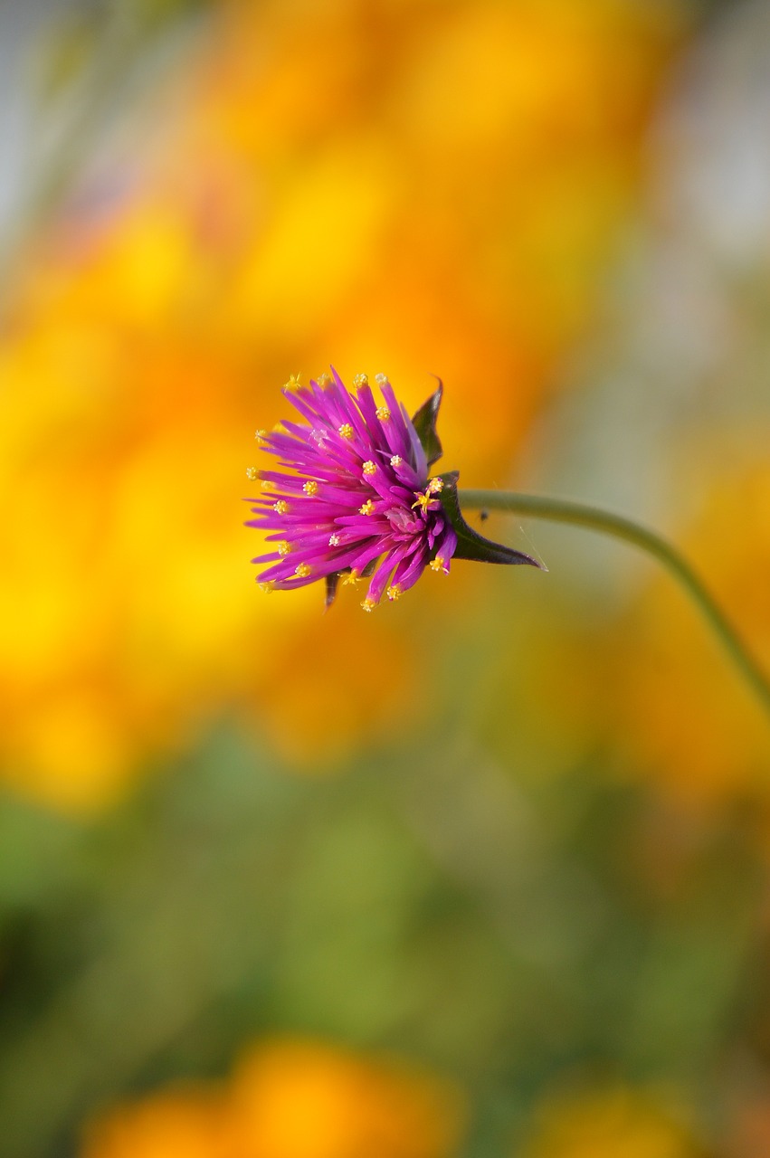 nature flower summer free photo