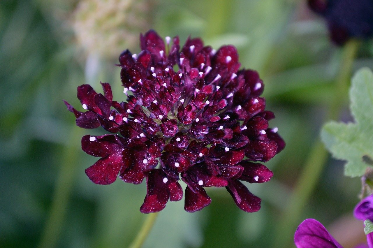 nature flower flora free photo