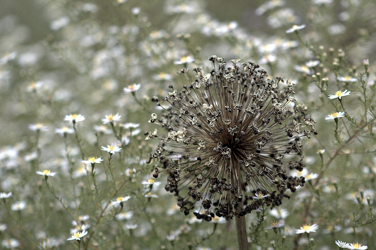 nature flora flower free photo