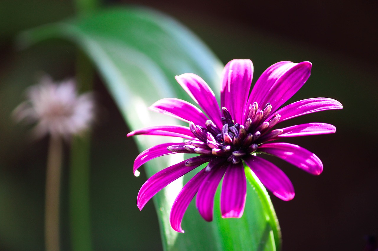 nature flora flower free photo