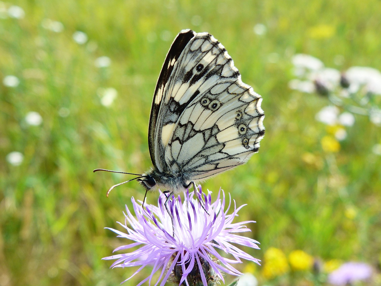 nature insect butterfly day free photo