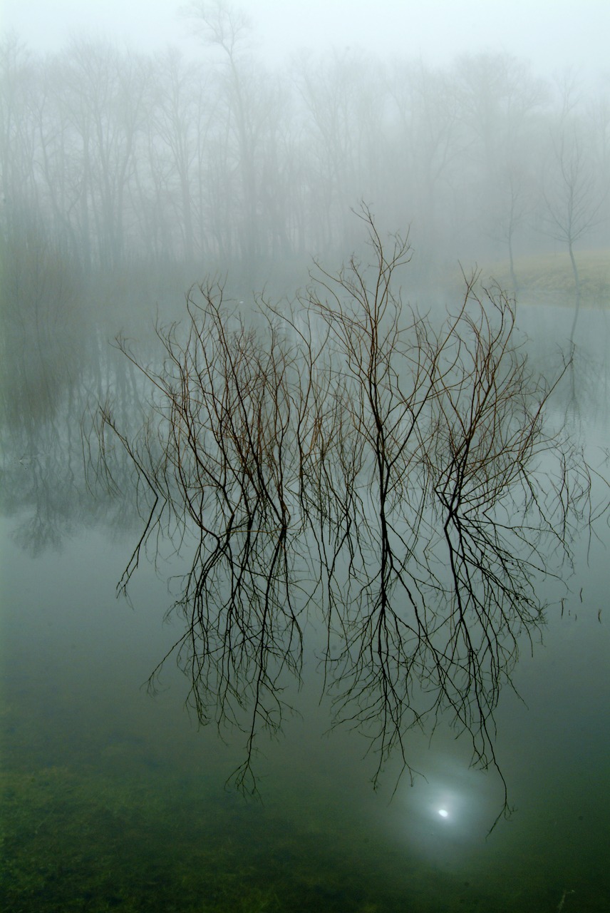 nature reflection tree free photo