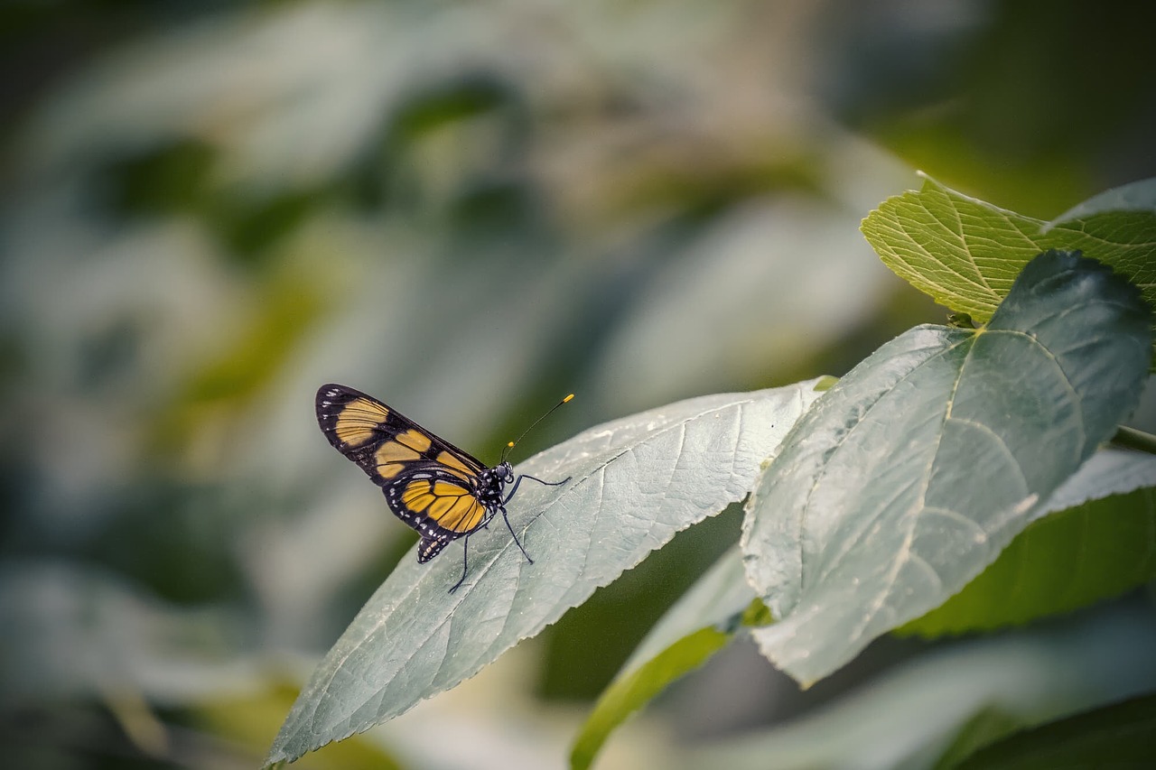 nature insect butterfly free photo