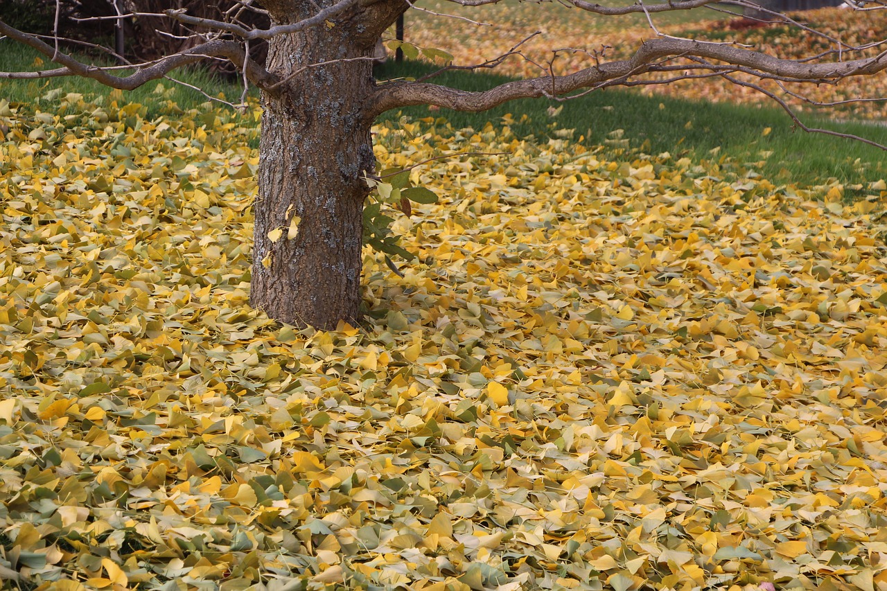 nature fall leaf free photo