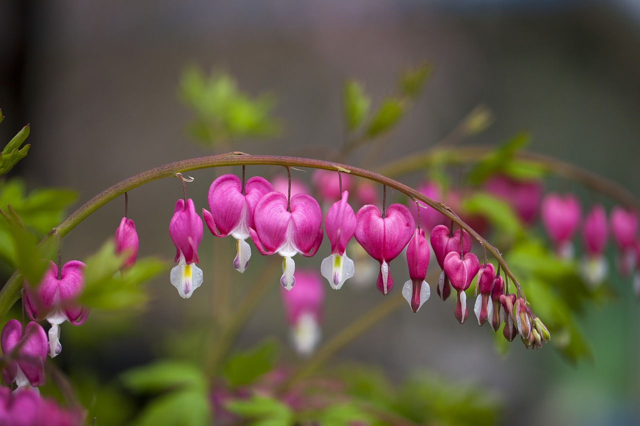 nature flowers plants free photo