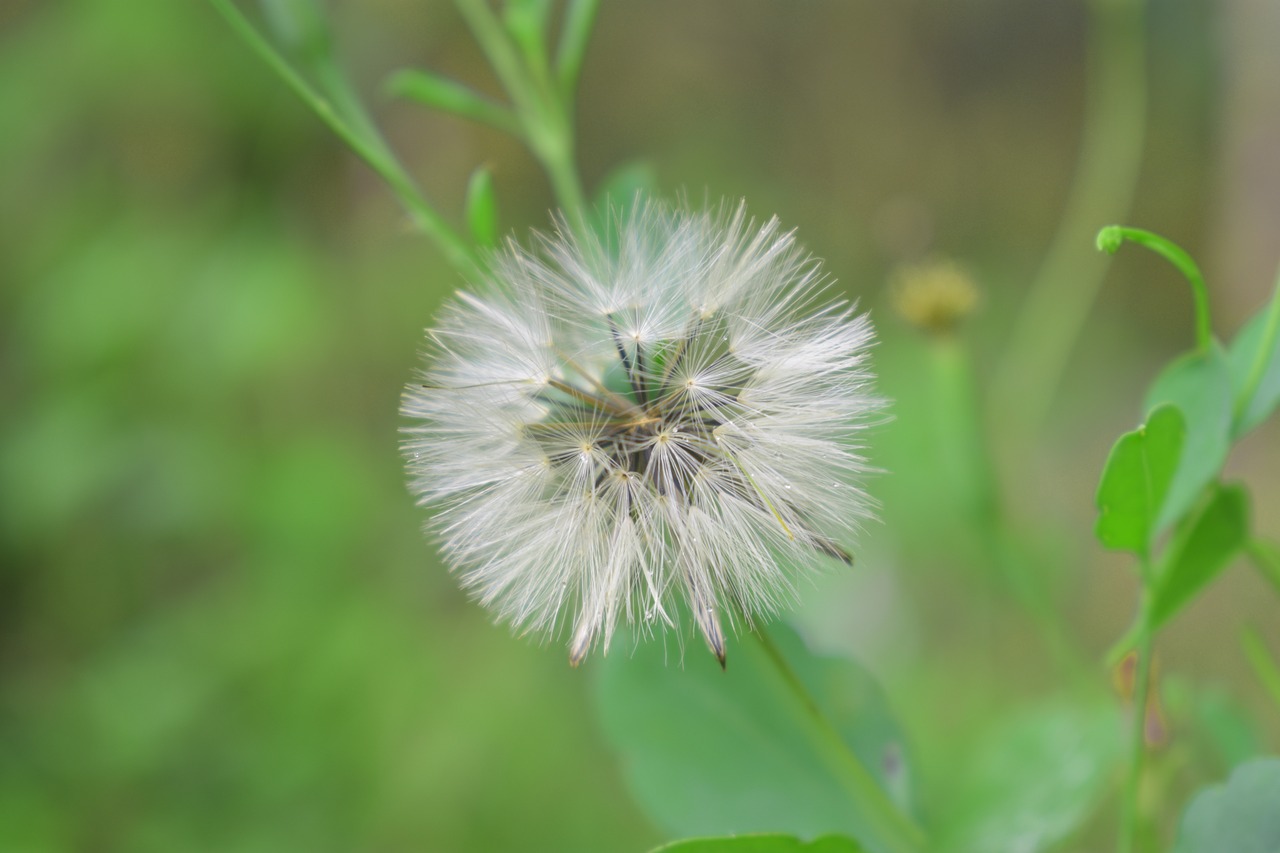 nature summer flora free photo