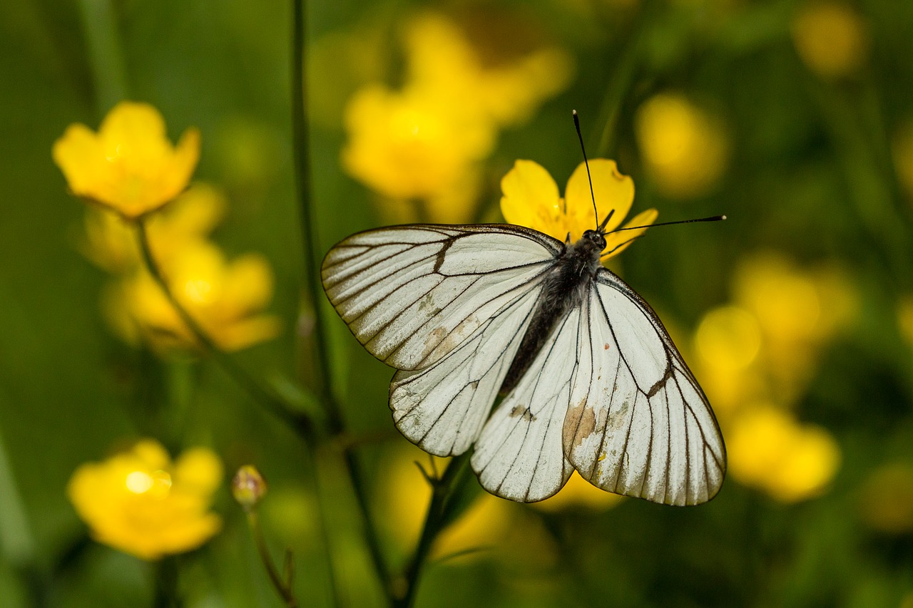 nature butterfly insect free photo