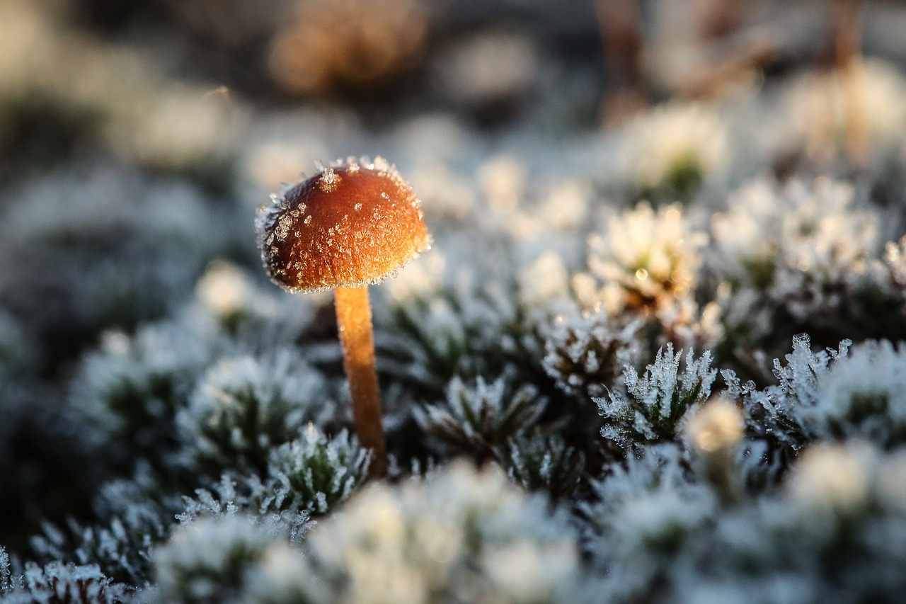 nature mushroom outdoors free photo