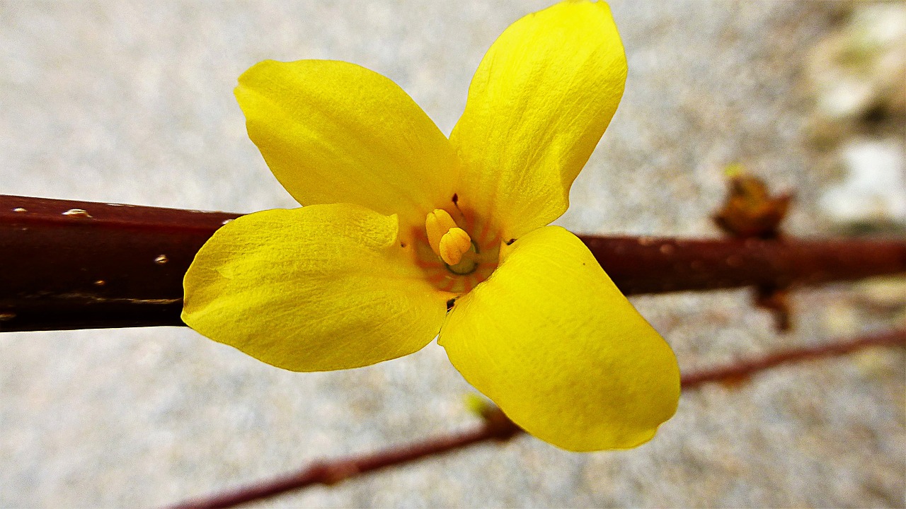 nature flower plant free photo