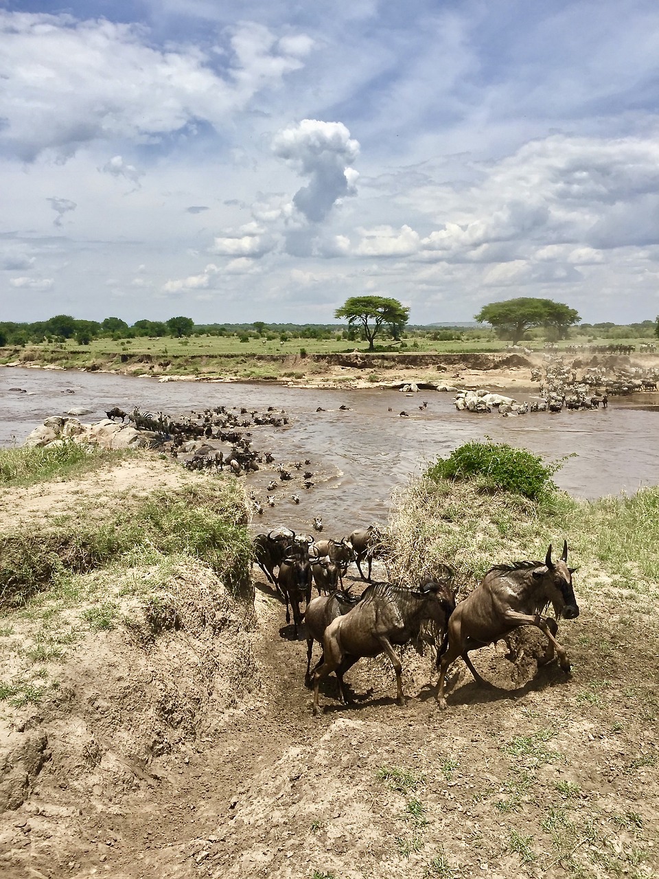 nature landscape serengeti free photo