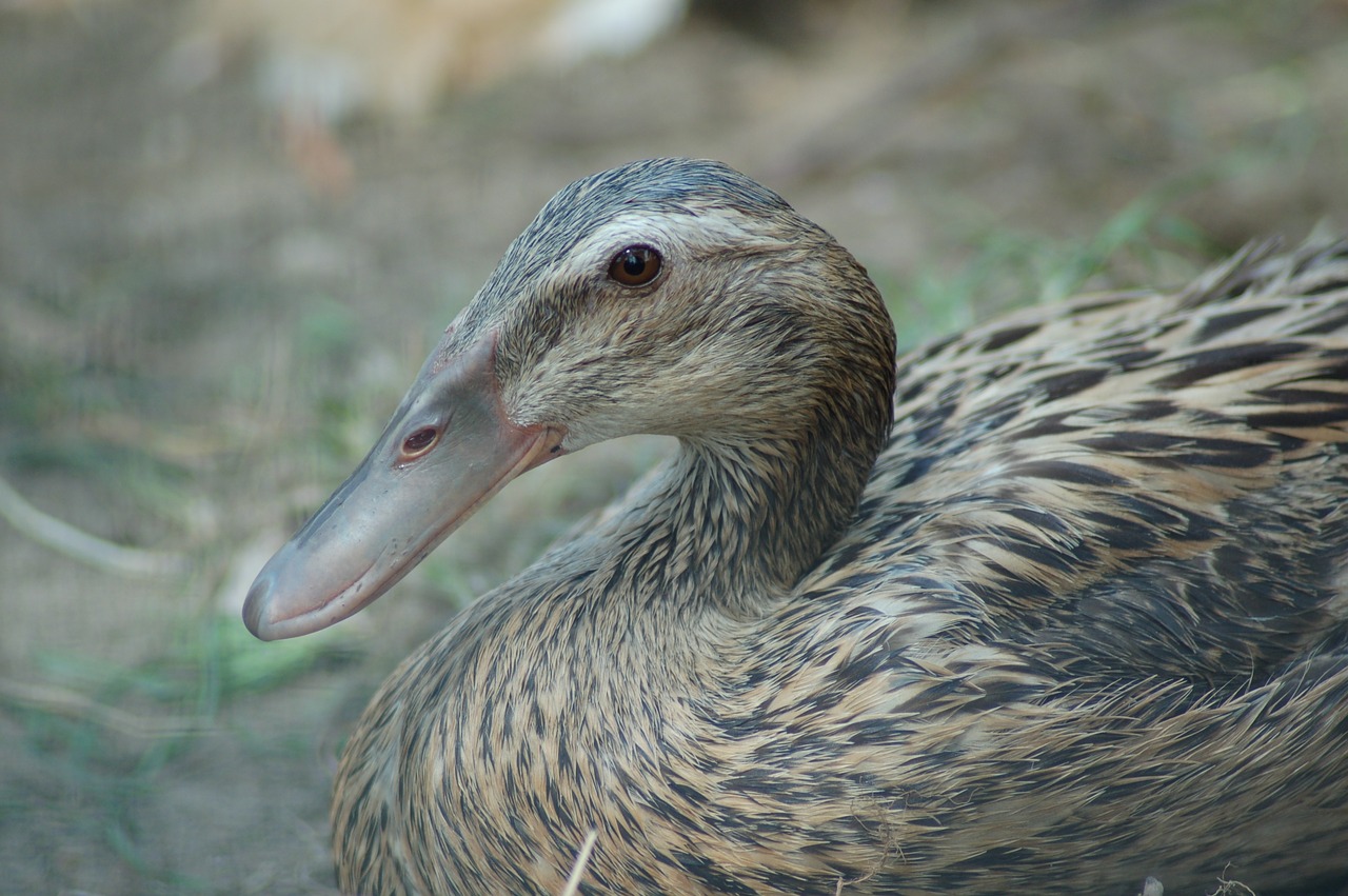 nature birds animals free photo