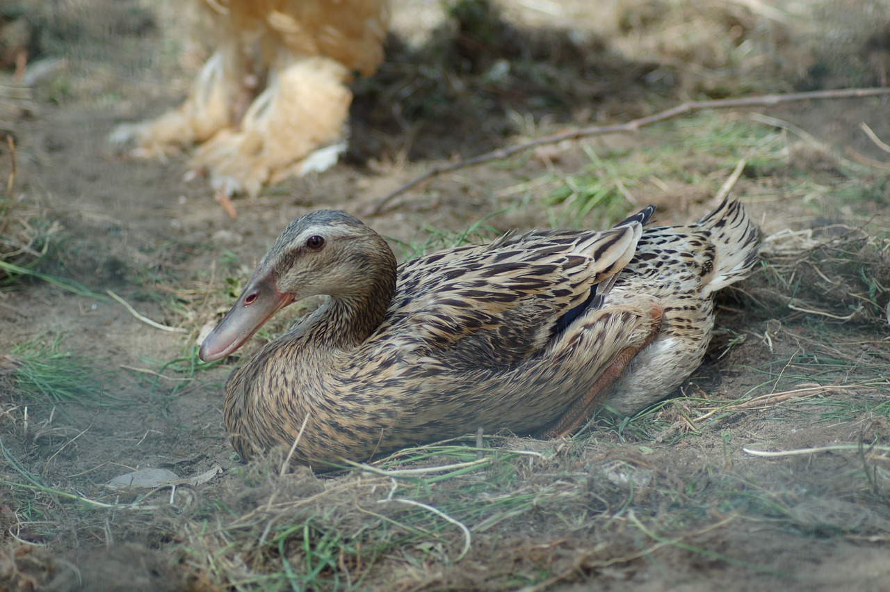 nature birds animals free photo