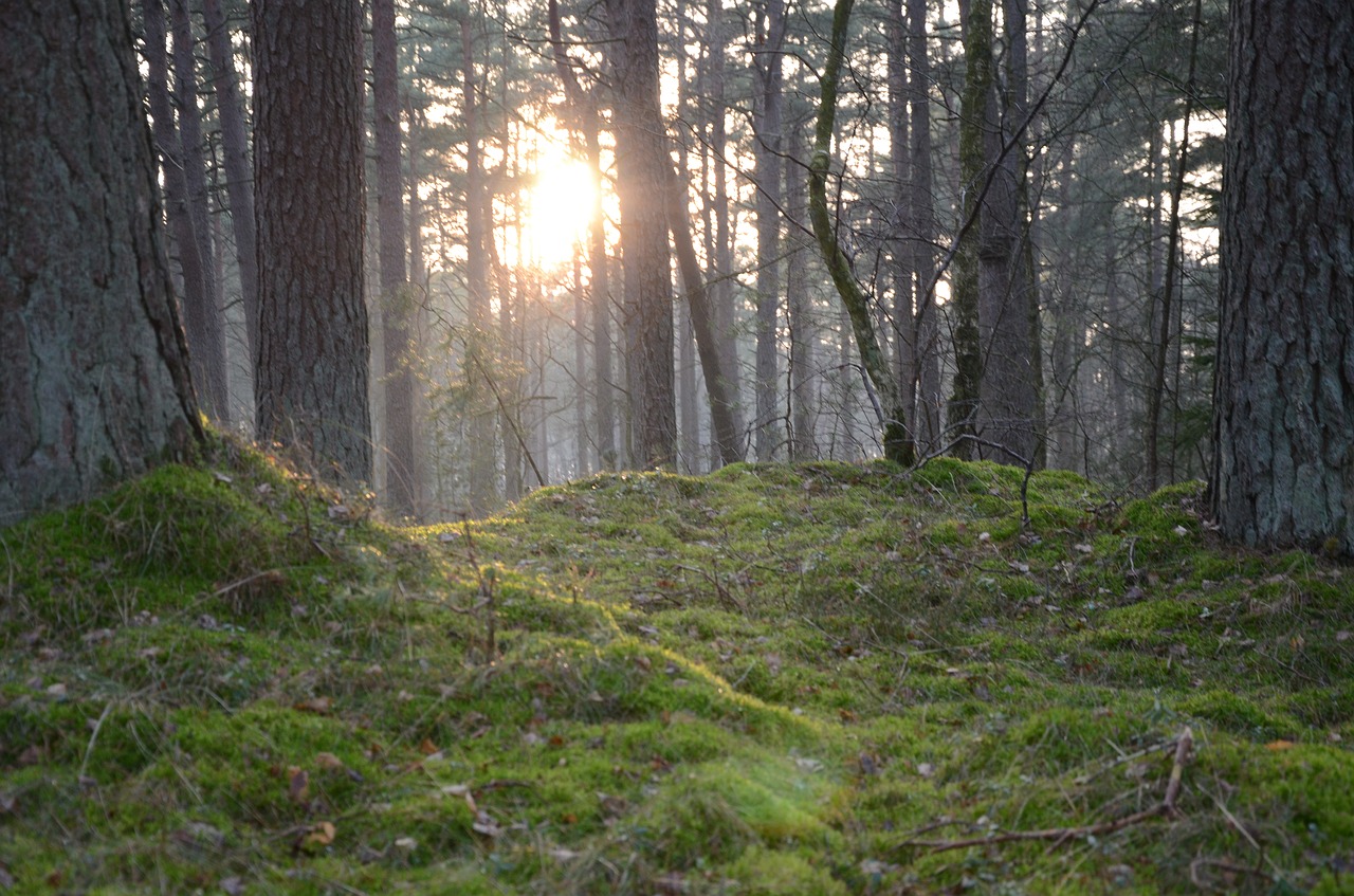 nature tree wood free photo