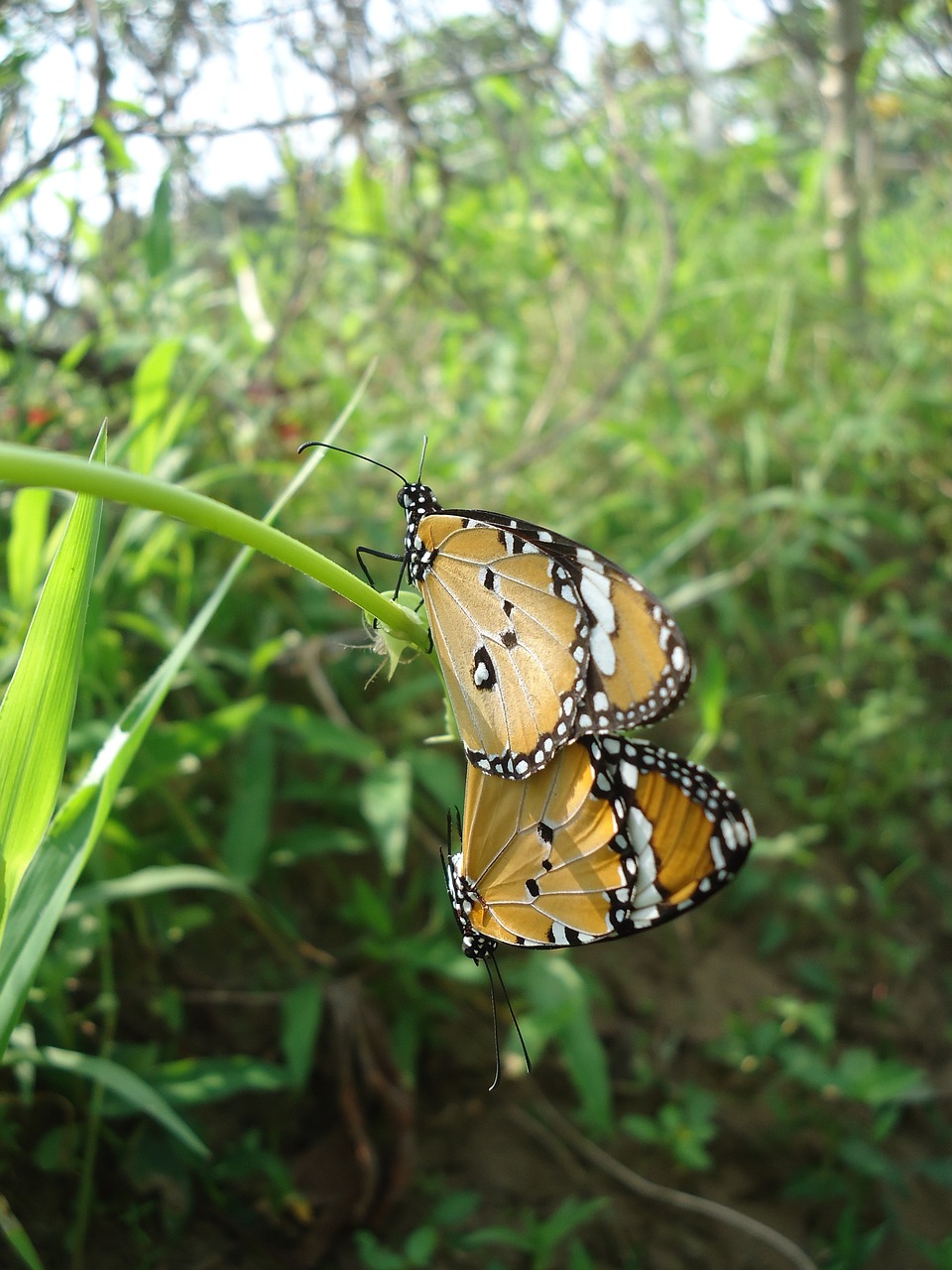 nature insect butterfly free photo