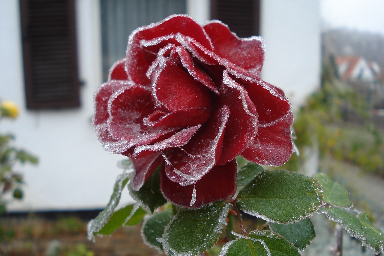 nature flower plant free photo