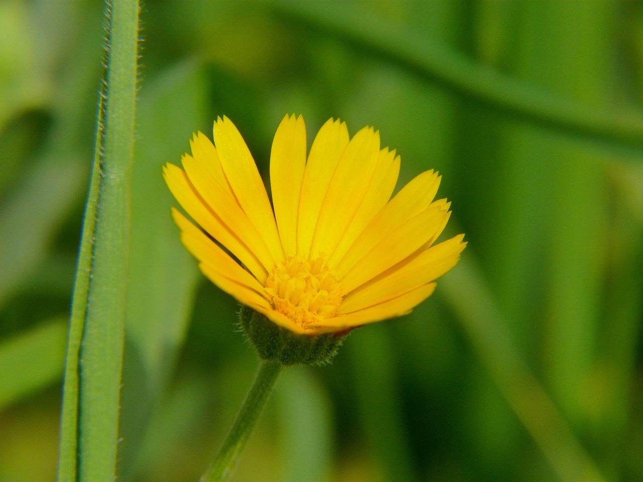 nature plant no one free photo