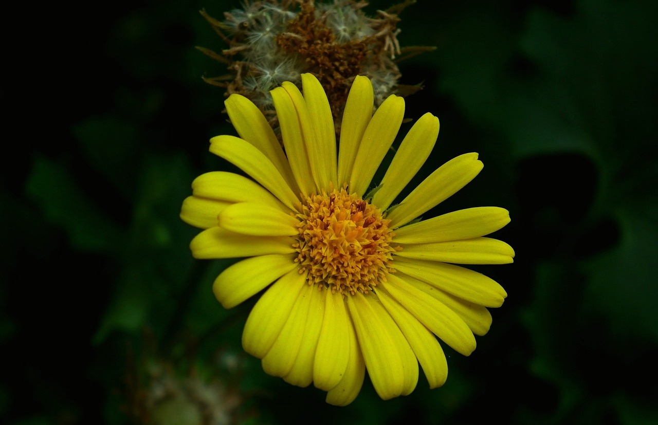 nature summer plant free photo