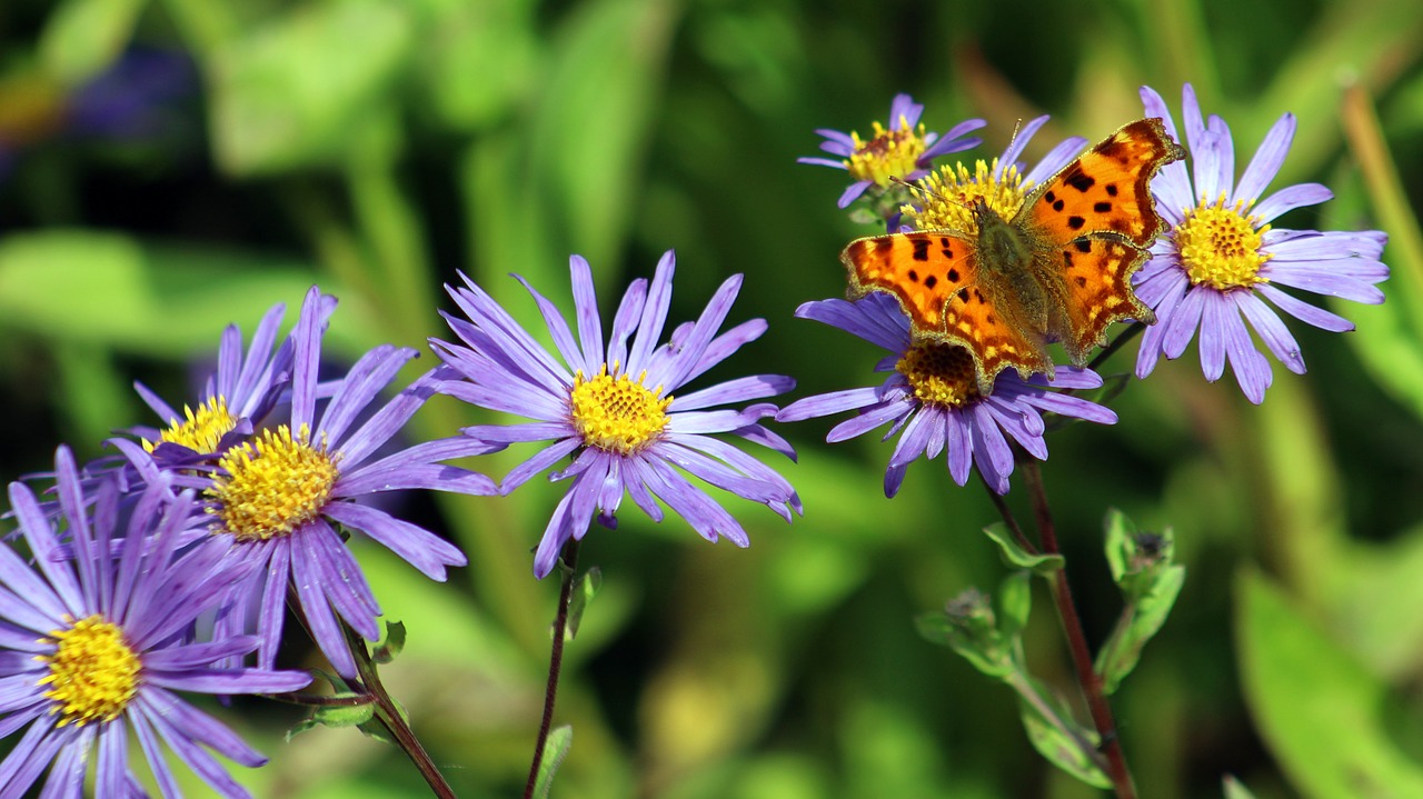 nature flower flora free photo