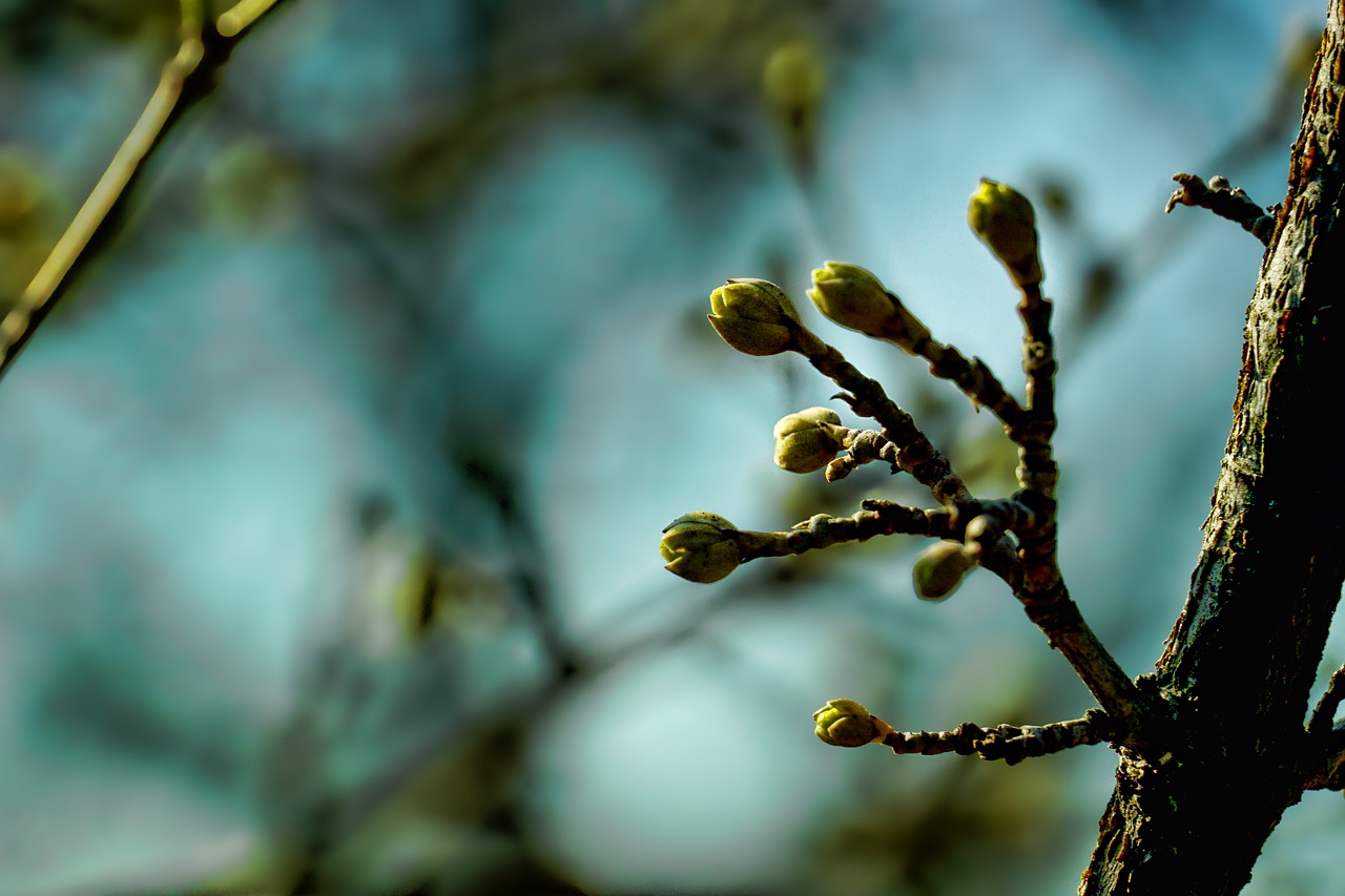 nature leaf tree free photo