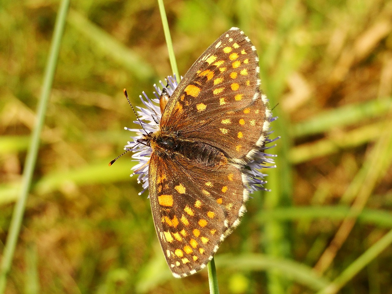 nature insect butterfly day free photo