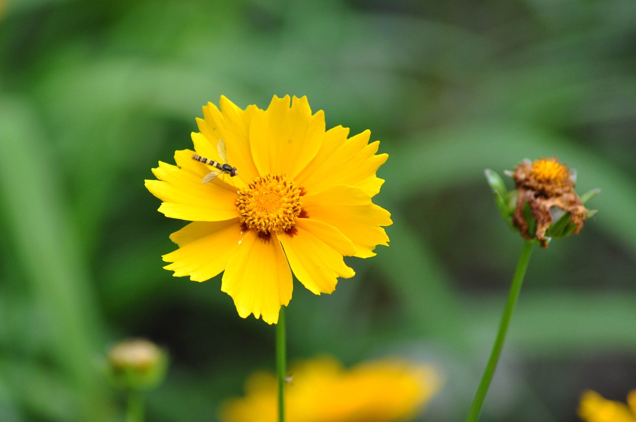 nature plant summer free photo