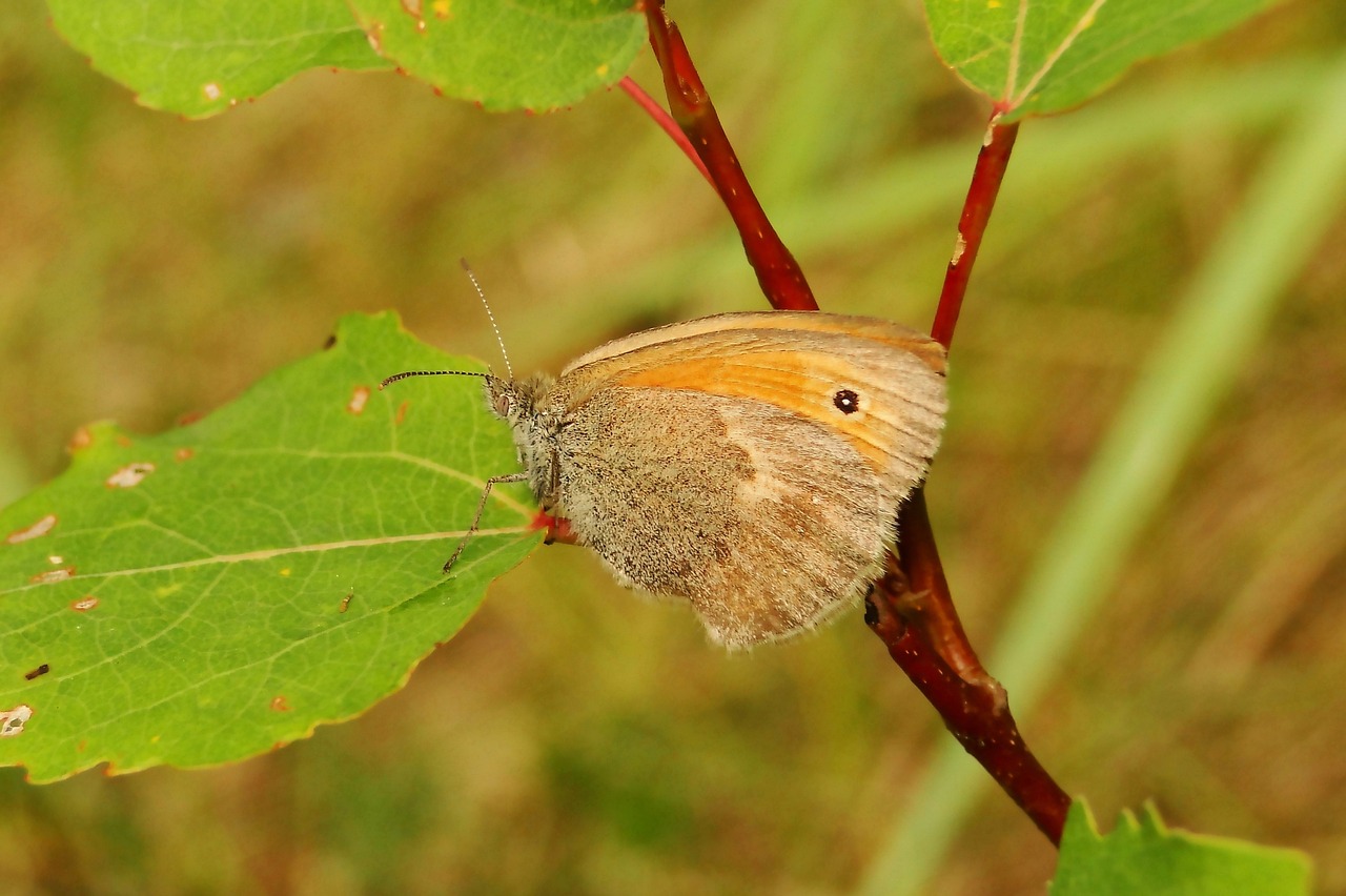 nature leaf insect free photo