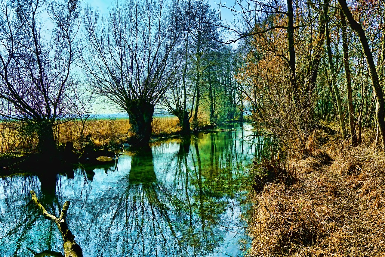 nature tree waters free photo