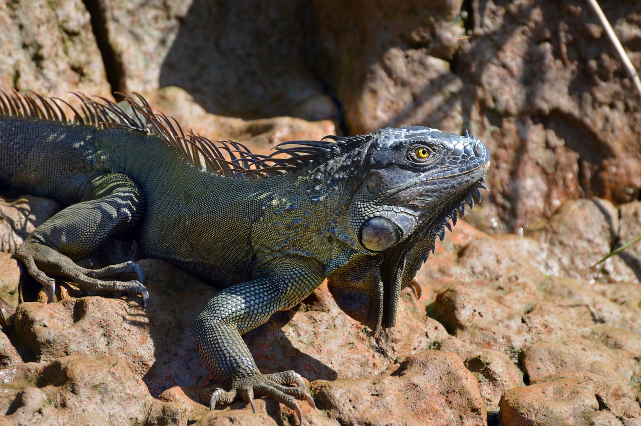 nature reptile lizard free photo