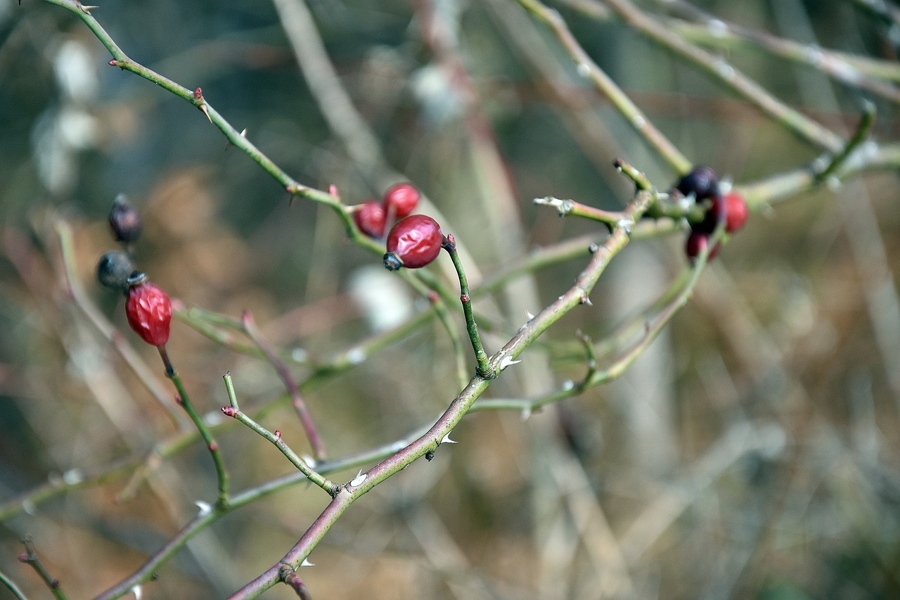 nature plant berry free photo