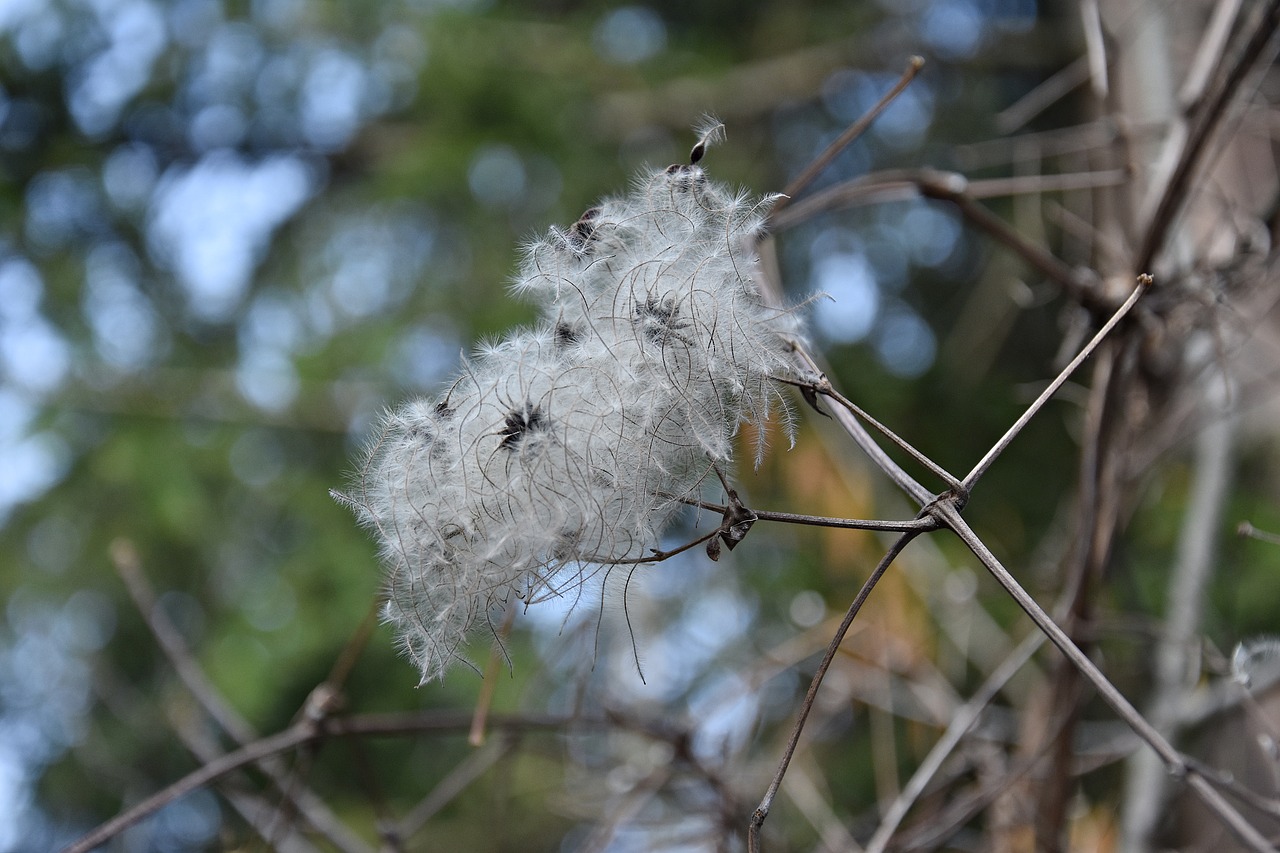 nature tree season free photo