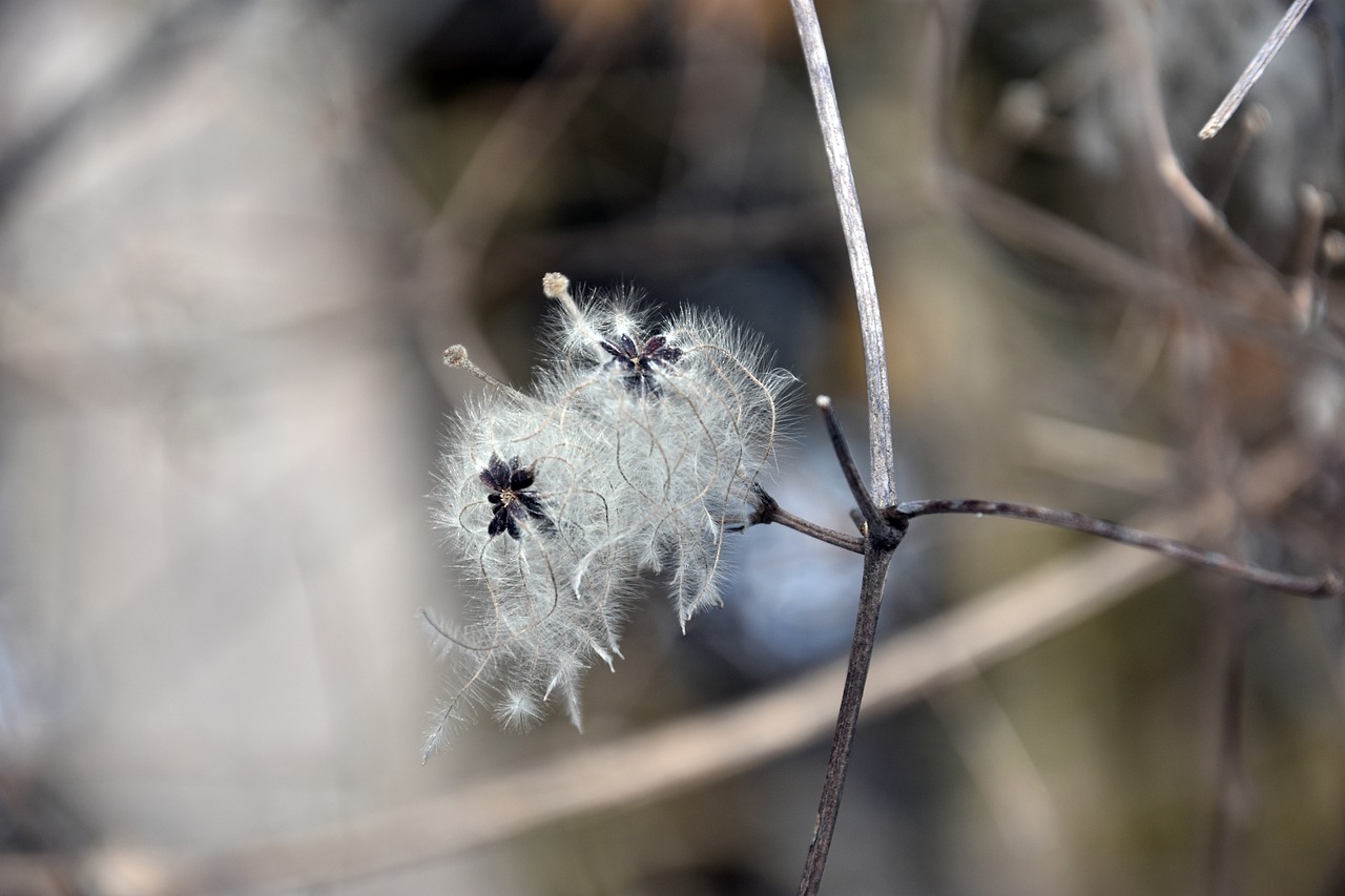 nature frost spring free photo