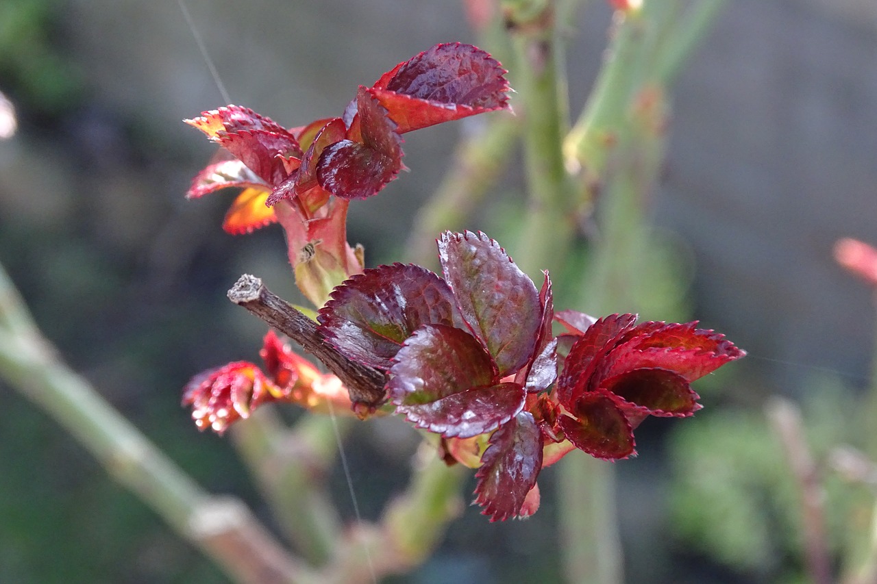 nature plant outdoor free photo