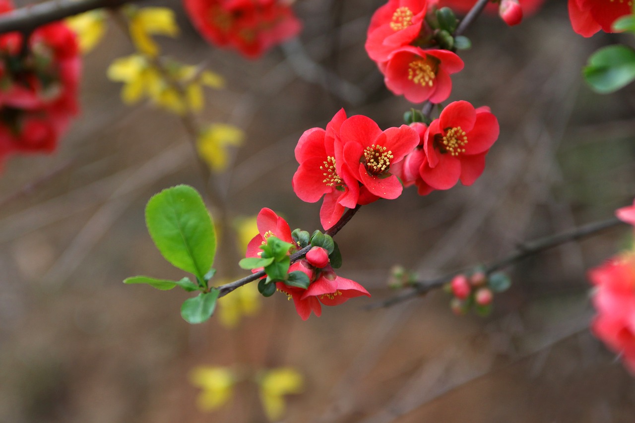 nature flowers wood free photo