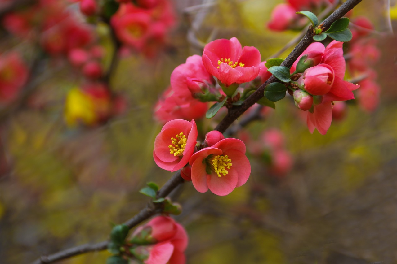 nature flowers wood free photo