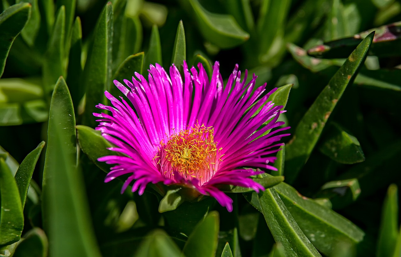 nature plant flower free photo