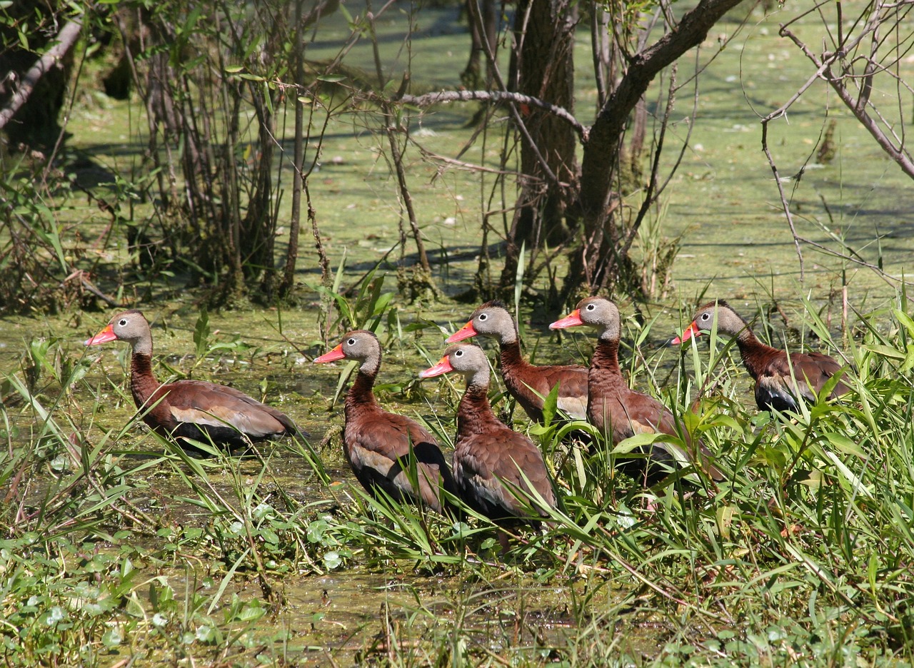 nature wood bird free photo